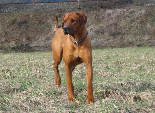 junior (12).jpg